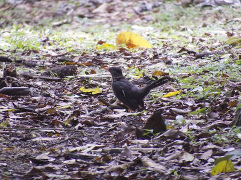 Image of White-chinned Thrush