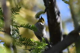 Image of Auriparus Baird & SF 1864