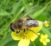 Image of drone fly