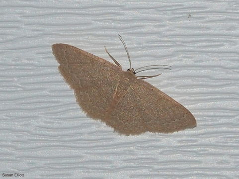 Image of Common Tan Wave