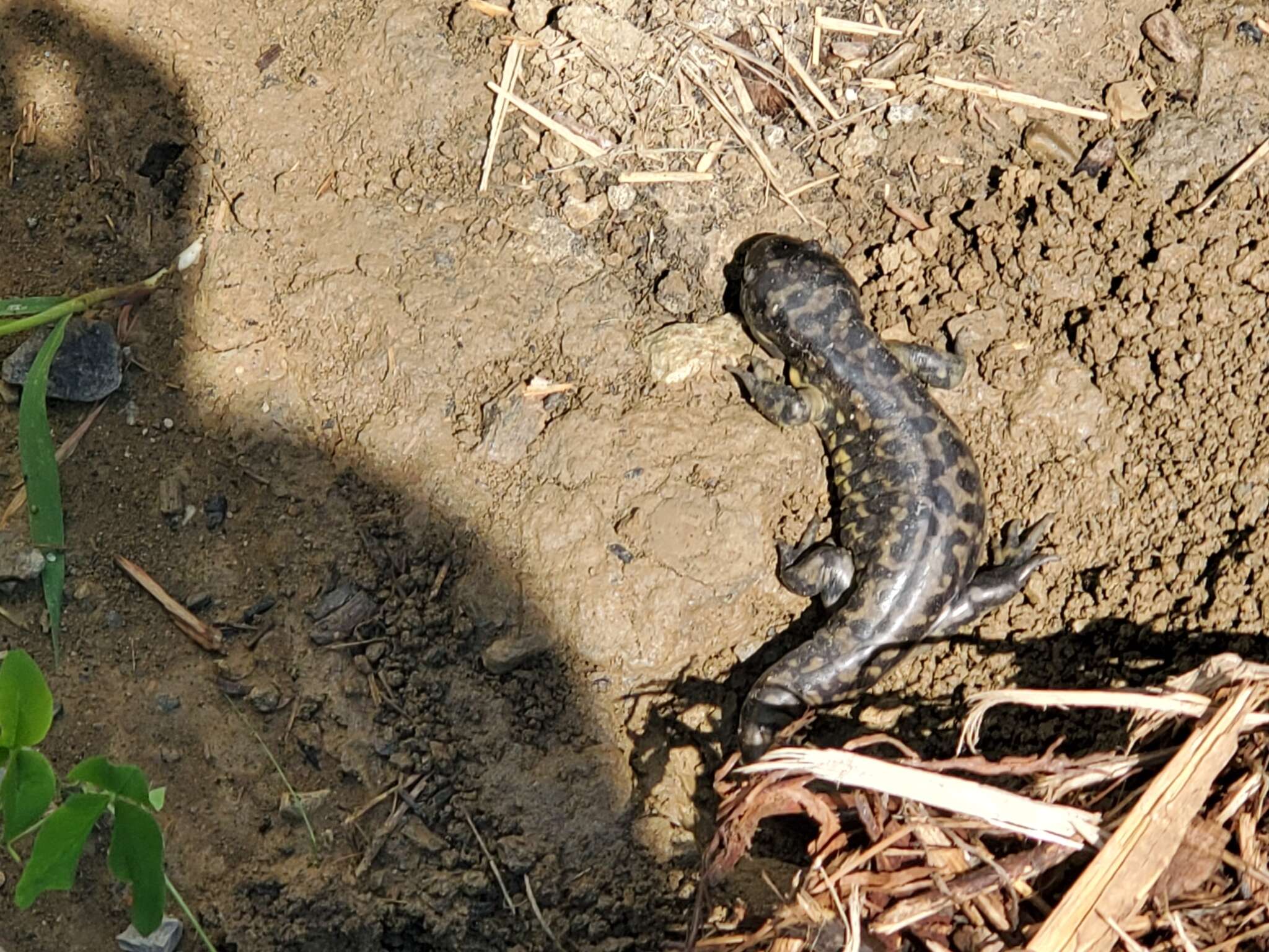 Слика од Ambystoma tigrinum (Green 1825)