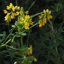 Image of <i>Medicago falcata</i>