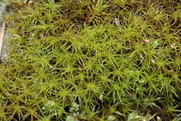 Image of oncophorus moss