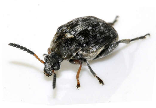 Image of Bean seed beetle