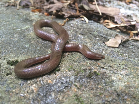 18.https www inaturalist org photos 1988643.580x360