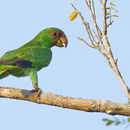 Image of Psittaciformes