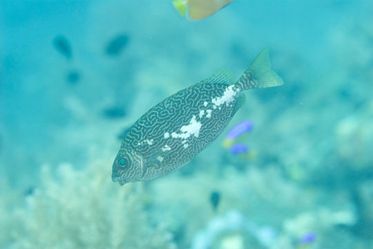 Image of <i>Siganus spinus</i> (Linnaeus 1758)