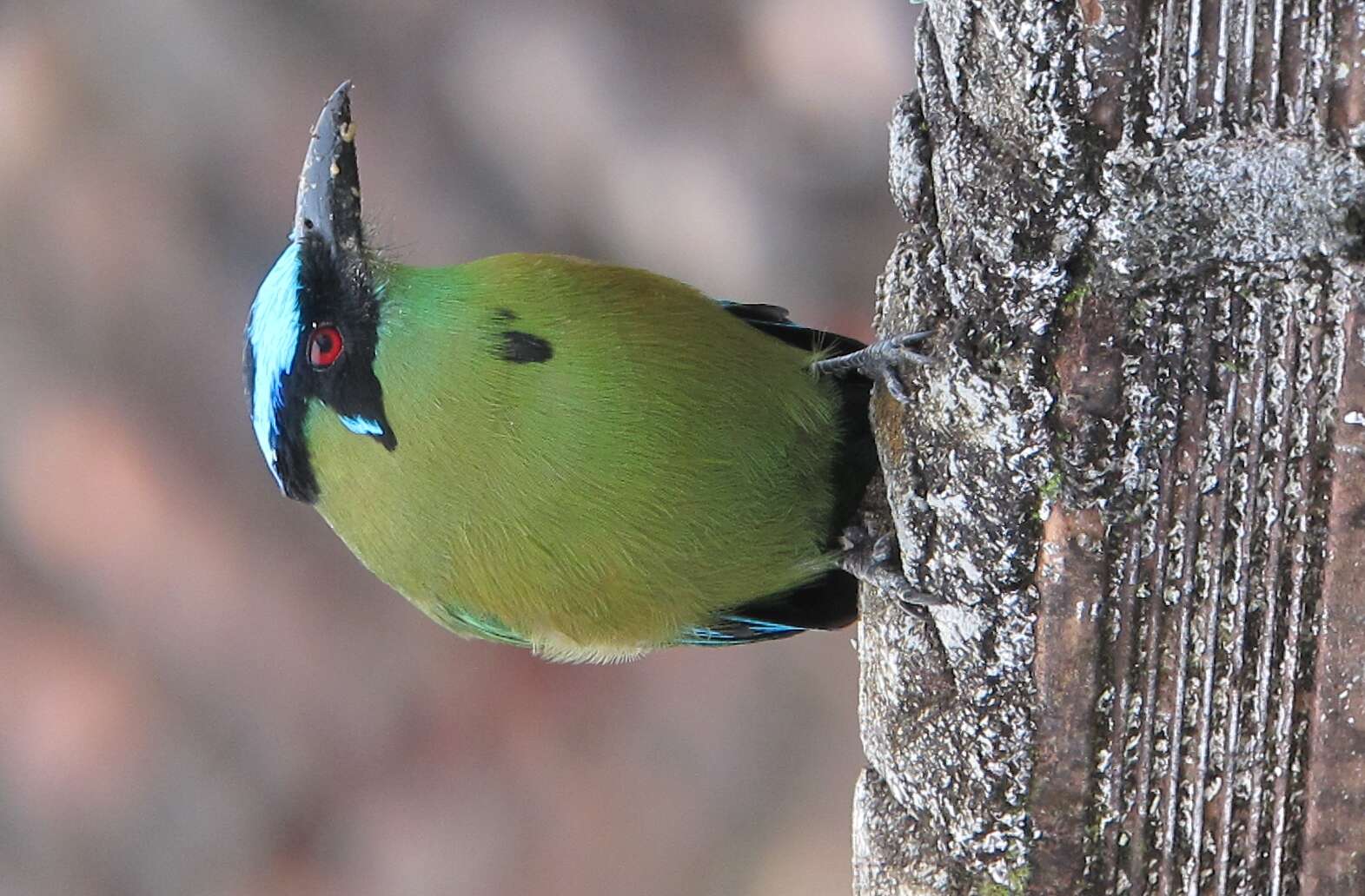 Momotus aequatorialis Gould 1858 resmi