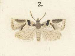 Image of Harmologa amplexana Zeller 1876