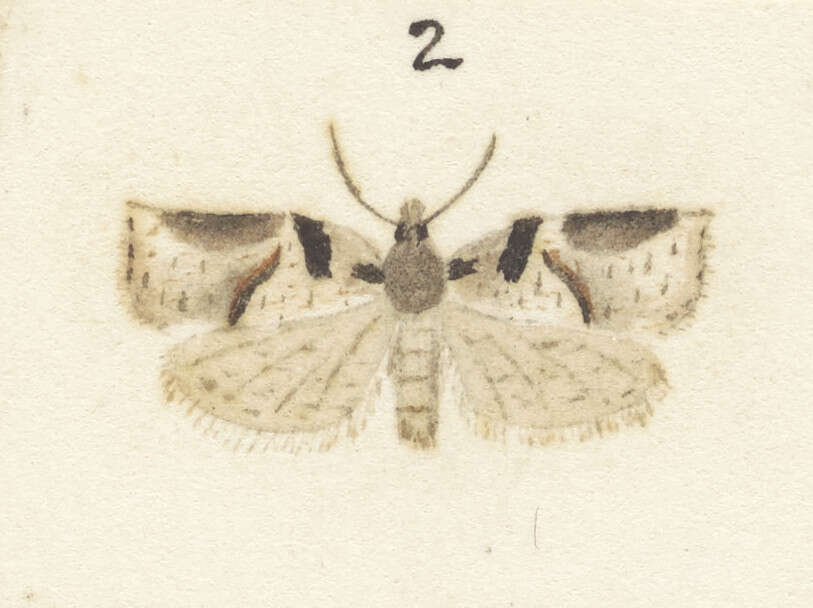 Image of Harmologa amplexana Zeller 1876