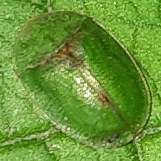 Image of thistle tortoise beetle