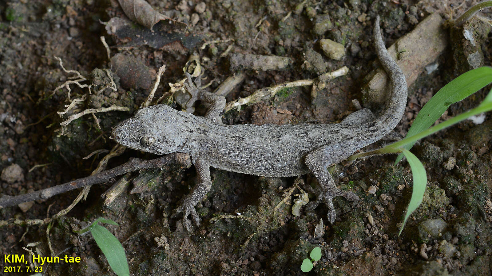 Image of Schlegel's Japanese Gecko