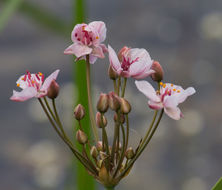 Image of <i>Butomus umbellatus</i>
