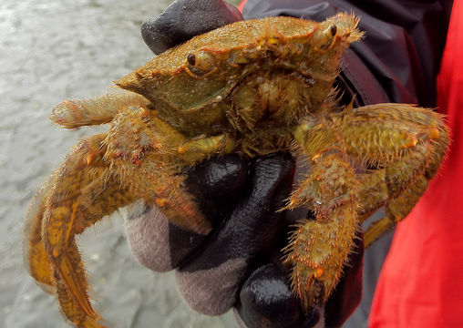 Image of helmet crab