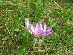 Image of Autumn crocus