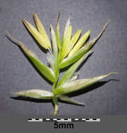 Image of Festuca rupicola Heuff.