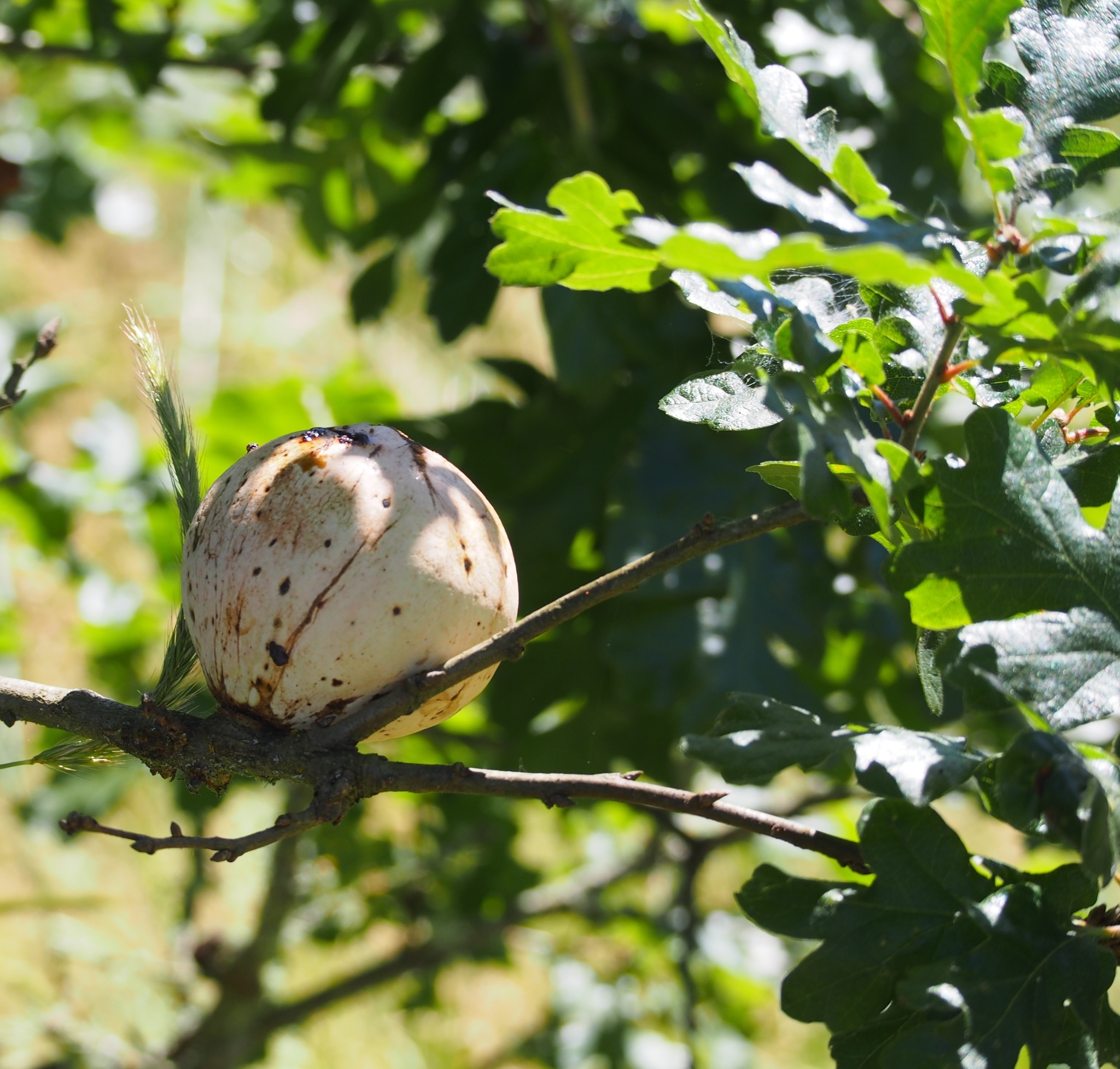 Image of California Gall Wasp