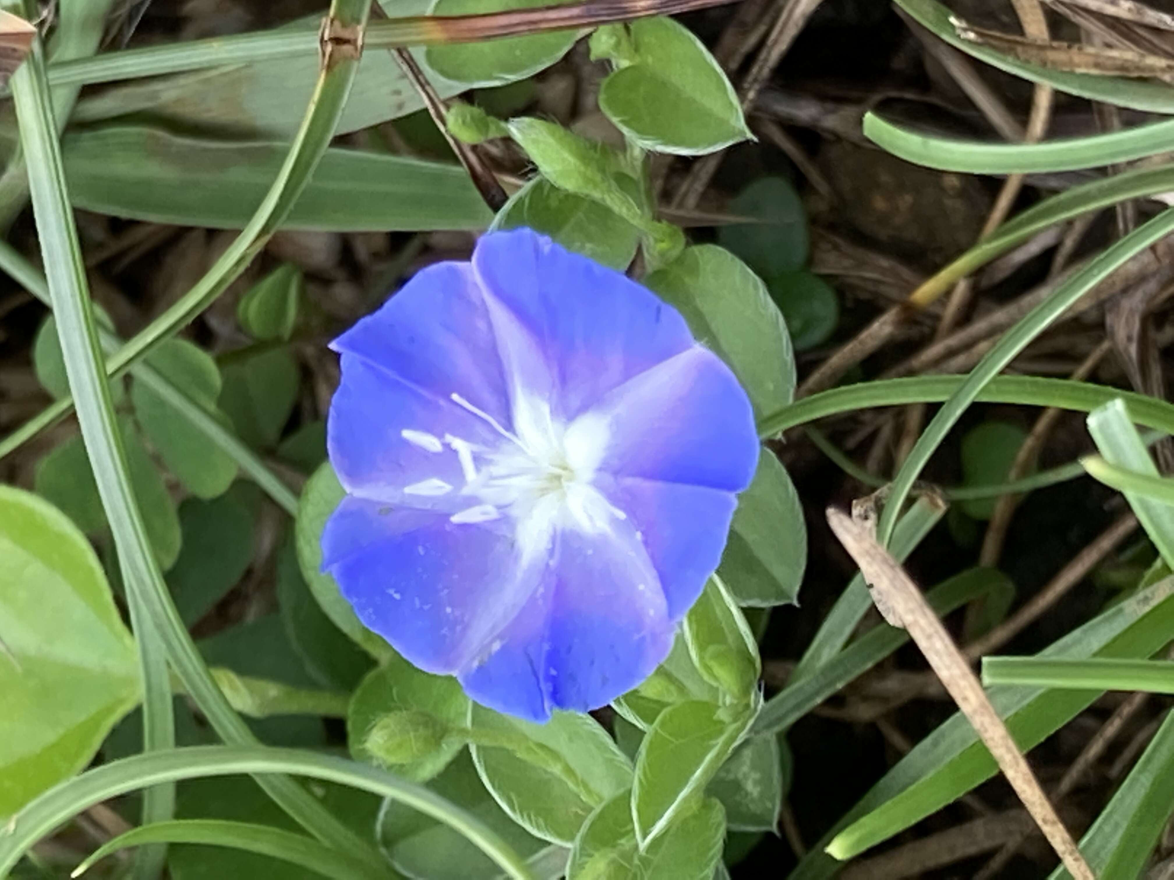 Image of slender dwarf morning-glory