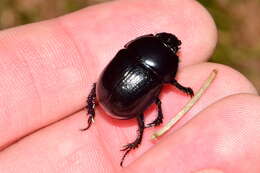 Image of Anoplotrupes