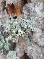 Image of Cartilage lichen