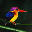Image of Oriental Dwarf Kingfisher