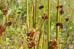 Image of Rocky Mountain rush