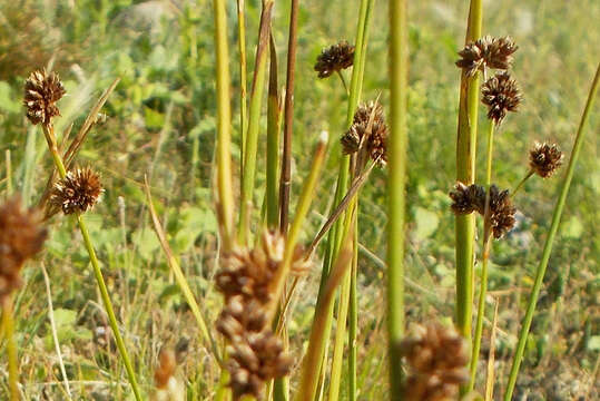 Imagem de Juncus saximontanus A. Nelson