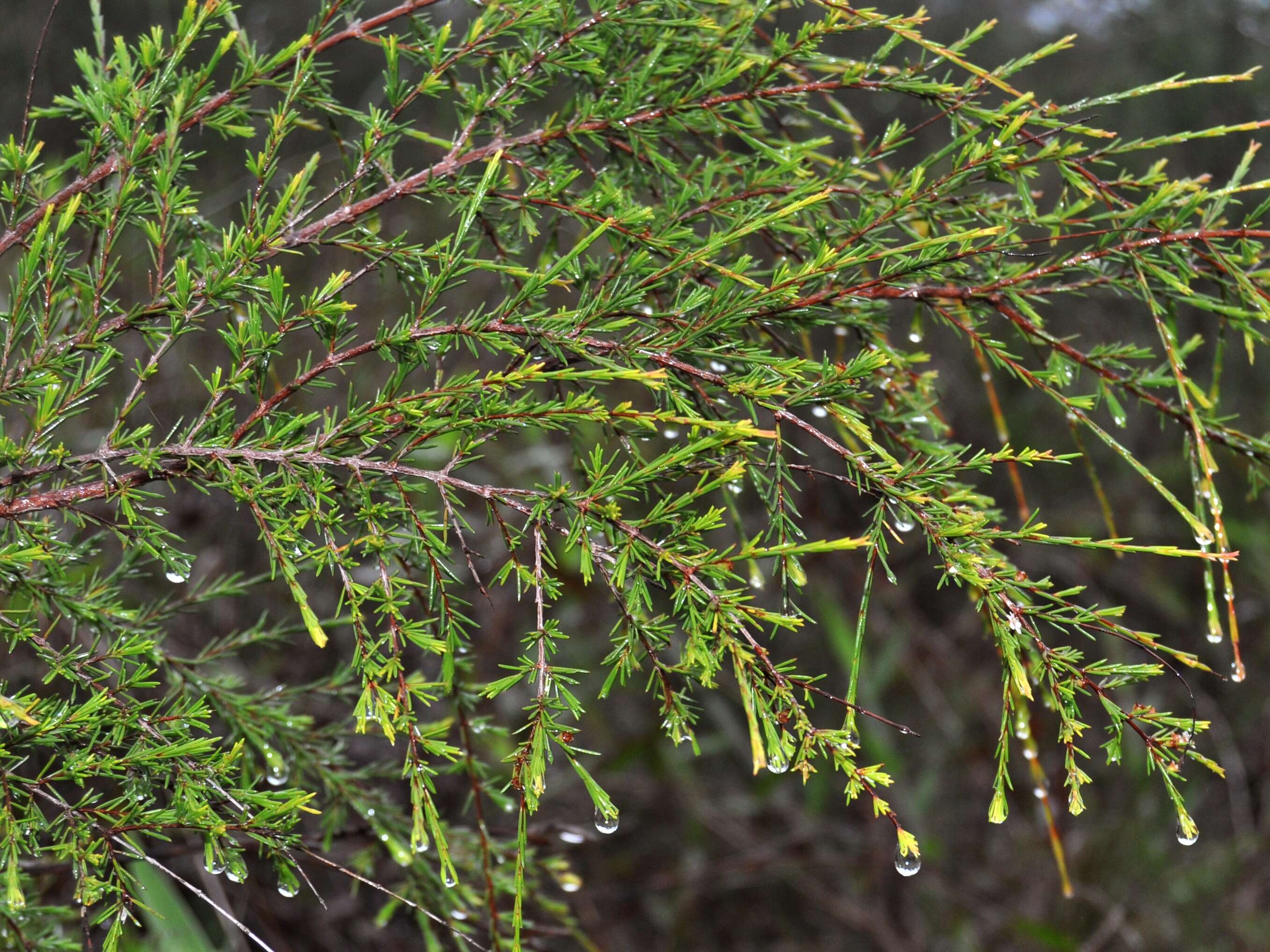 Baeckea frutescens L. resmi