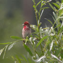 Image of Common rosefinch