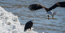 Image of Bald Eagle