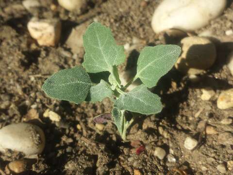 Plancia ëd Chenopodium opulifolium Schrader