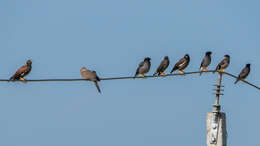 Image of Eastern Spotted Dove