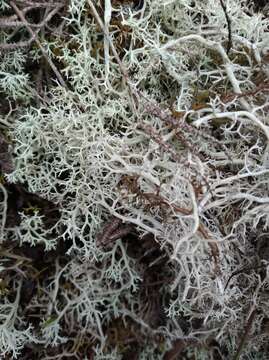 Image of Reindeer lichen