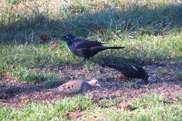 Image of Common Grackle