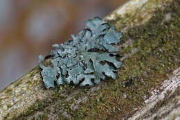 Image of Hammered shield lichen