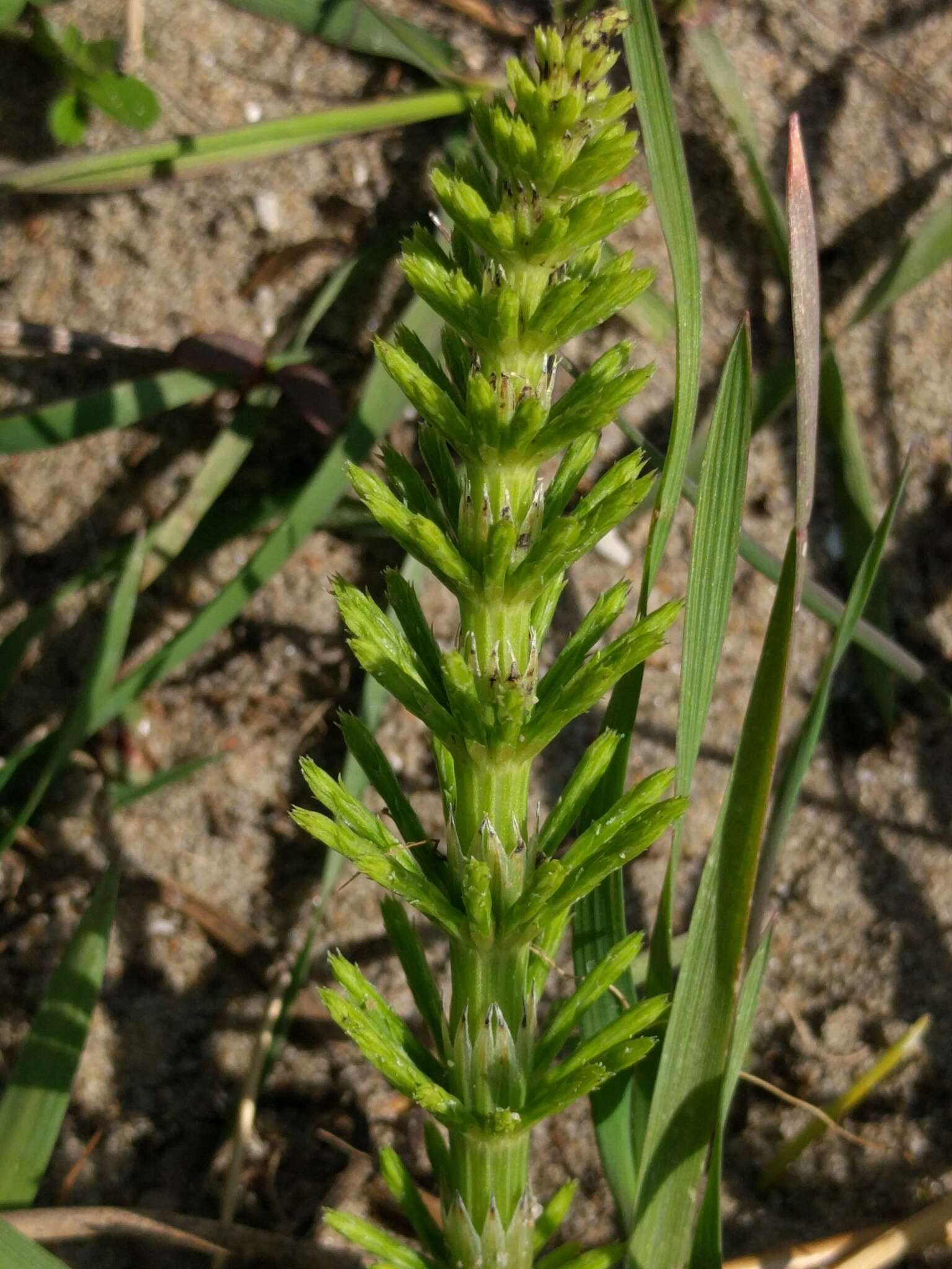 Image of field horsetail