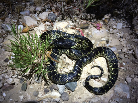 Image of Desert kingsnake
