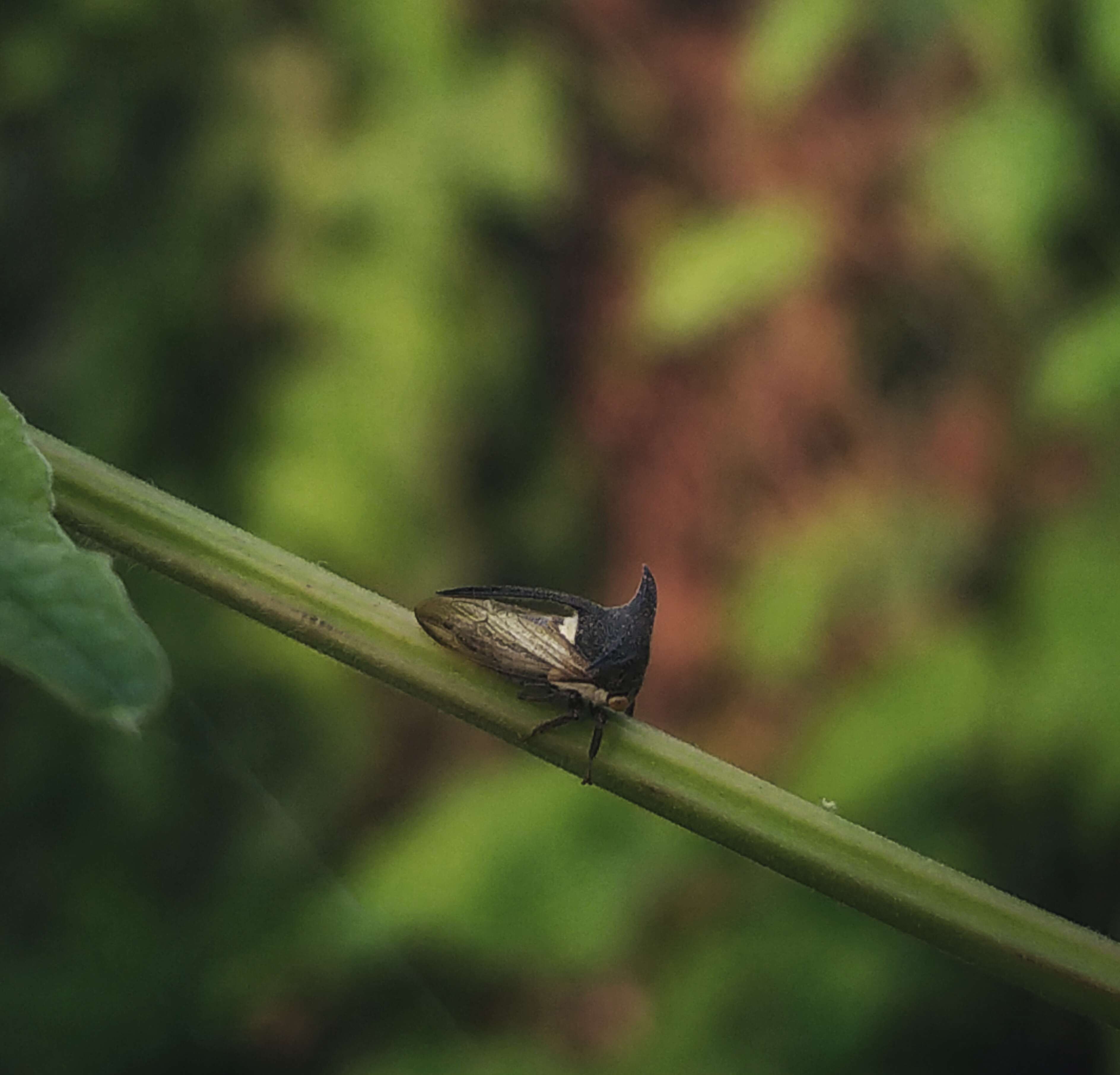 Image of Two-marked Treehopper