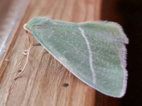 Image of Bank's Emerald Moth