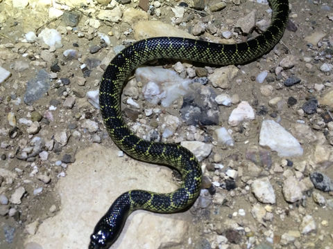 Image of Desert kingsnake
