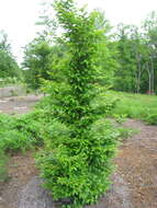 Image of Stewartia monadelpha Siebold & Zucc.