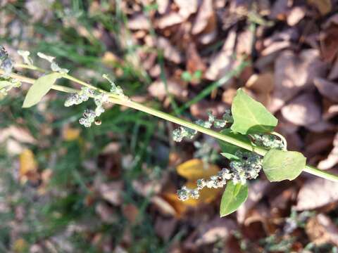 Image of Grey Goosefoot