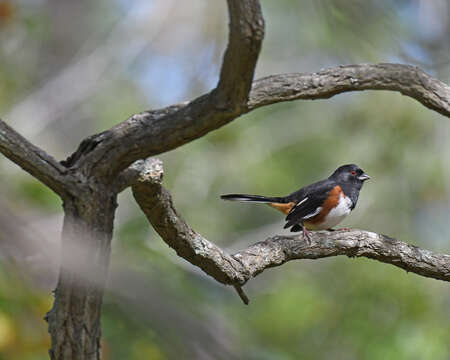 Image of Eastern Towhee