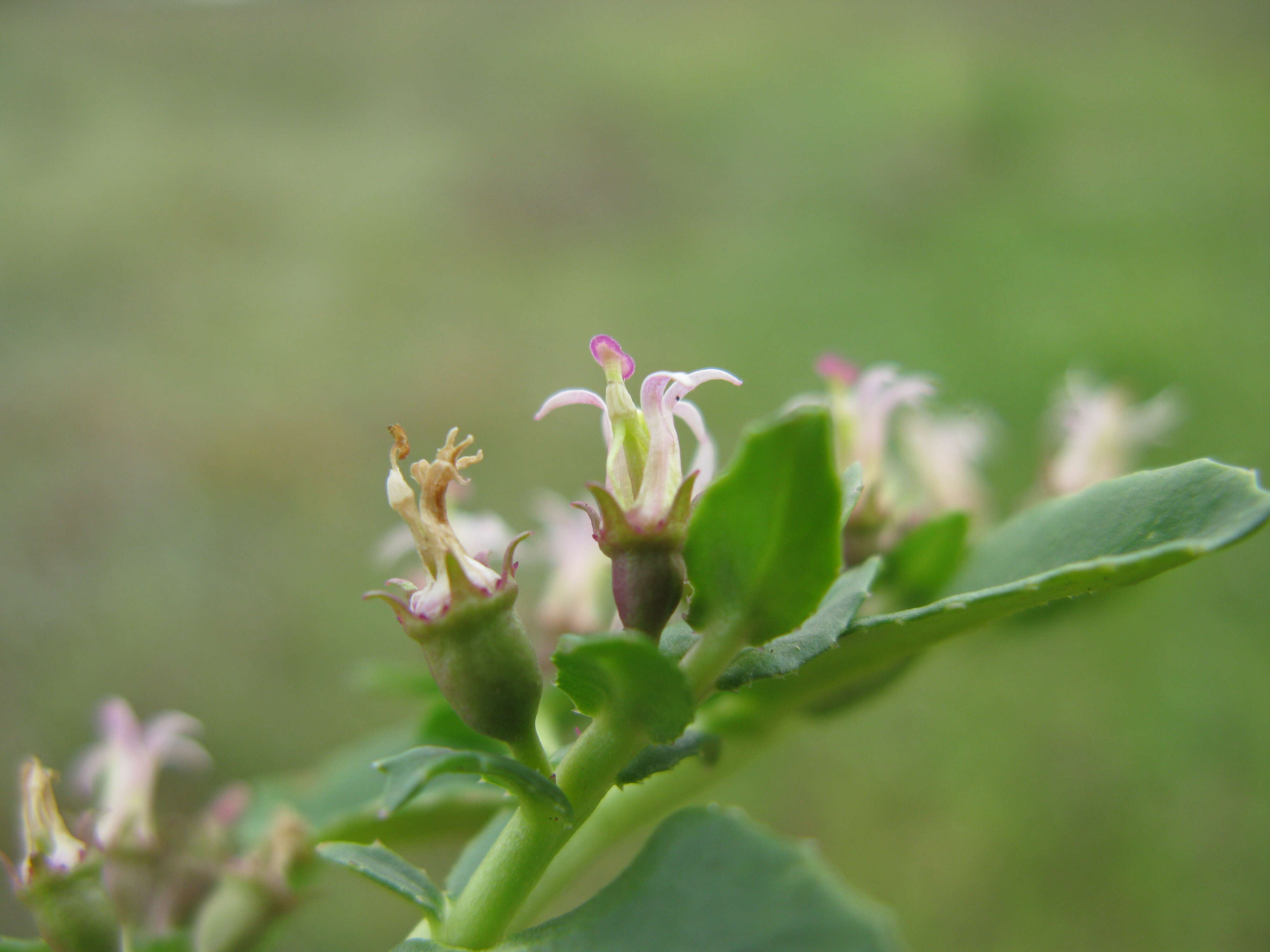 Image of Lobelia concolor R. Br.