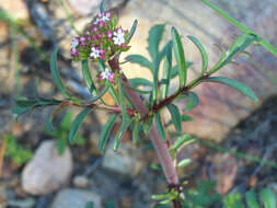 Image of Centranthus calcitrapae (L.) Dufr.