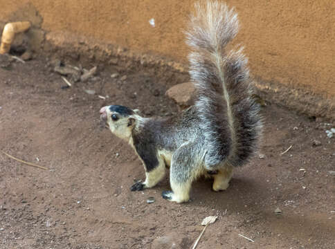 Image of Grizzled Giant Squirrel