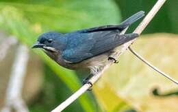 Image of Whiskered Flowerpecker