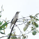 Image of White-shouldered Starling