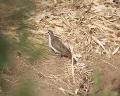 Image of Tambourine Dove