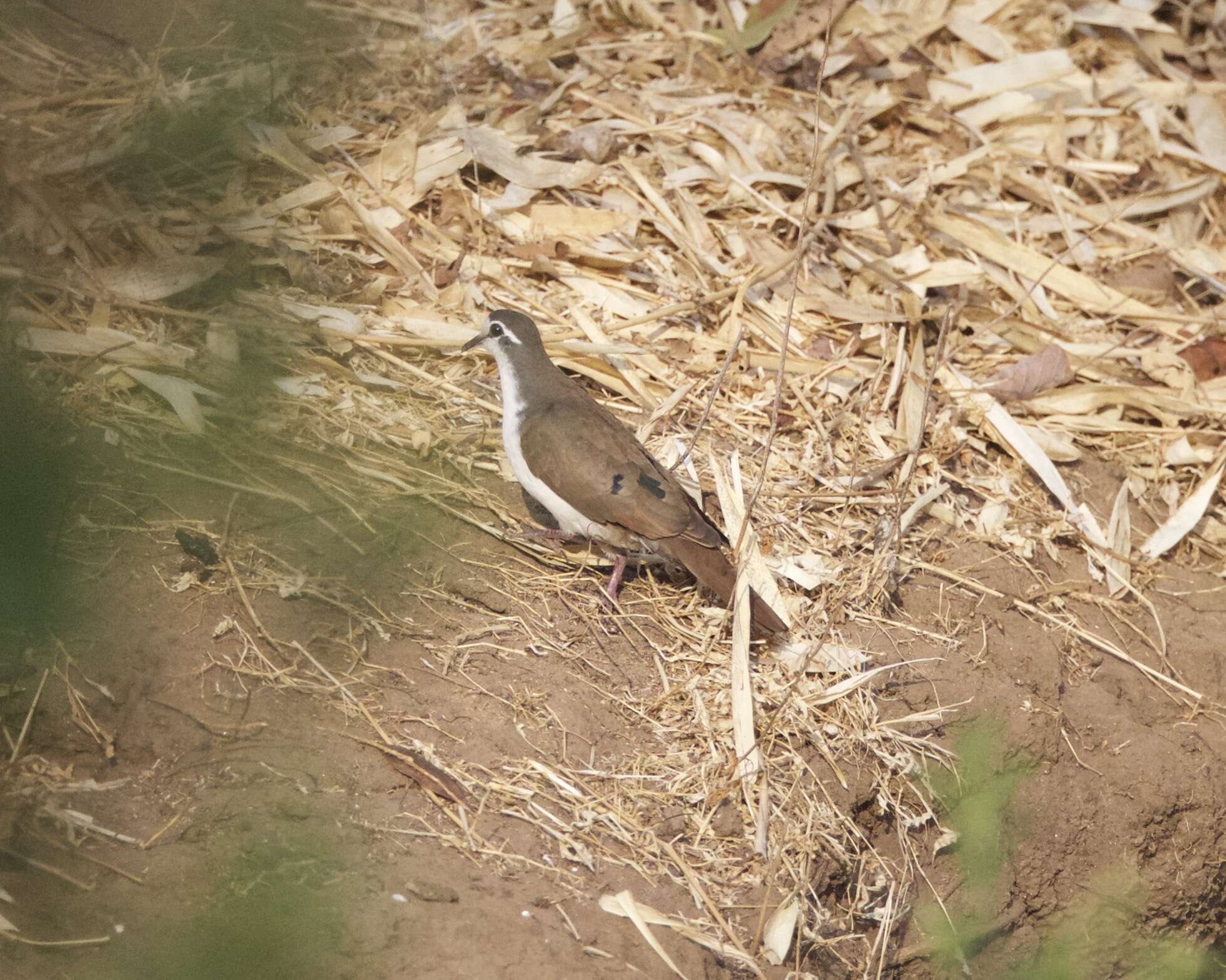 Image of Tambourine Dove